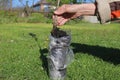 Sakura seedling in a plastic bag with earth.