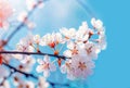 Falling Petals: Cherry Blossoms Dance in the Spring Breeze, generative ai Royalty Free Stock Photo