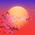 Sakura and setting sun