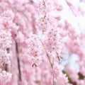 Sakura, species and varieties of trees of the subfamily Plum Prunoideae, serrated cherry Prunus serrulata. Decorative