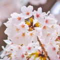 Sakura, species and varieties of trees of the subfamily Plum Prunoideae, serrated cherry Prunus serrulata. Decorative