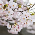 Sakura, species and varieties of trees of the subfamily Plum Prunoideae, serrated cherry Prunus serrulata. Decorative