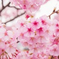 Sakura, species and varieties of trees of the subfamily Plum Prunoideae, serrated cherry Prunus serrulata. Decorative