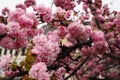 Sakura, species and varieties of trees of the subfamily Plum Prunoideae, serrated cherry Prunus serrulata. Decorative