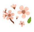 Sakura sprig set, spring cherry blossom. Royalty Free Stock Photo
