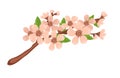 Sakura sprig, spring cherry blossom. Royalty Free Stock Photo