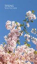 Sakura spring cherry flower branch