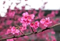 Sakura in Spring