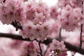 Sakura Spring Royalty Free Stock Photo