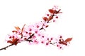 Cherry pink flowers in spring. Sakura.