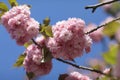 Sakura Spring pink flowers Royalty Free Stock Photo