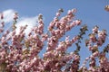 Sakura Spring pink flowers Royalty Free Stock Photo