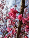 Sakura Thailand