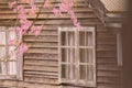 Sakura Thailand or Cherry blossom flower bloom on the little village mountain..In front of wooden house in the north of Thailand, Royalty Free Stock Photo