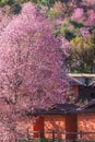 Sakura Thailand or Cherry blossom flower bloom on the little village mountain. In front of wooden house in the north of Thailand, Royalty Free Stock Photo