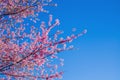 Sakura Thailand Cherry Blossom in Spring Beautiful Day Pink Flow