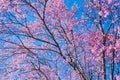 Sakura Thailand Cherry Blossom in Spring Beautiful Day Pink Flow