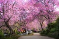 Sakura Thailand , Cherry Blossoms , nature landscape , pink color