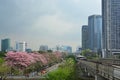 Sakura Thailand Chompoo pantip or Pink trumpet tree