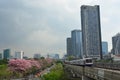 Sakura Thailand Chompoo pantip or Pink trumpet tree Royalty Free Stock Photo