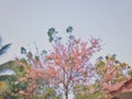 Sakura thailand