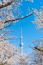 Sakura with Tokyo sky tree on blue sky in springtime