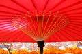 Sakura and Traditional Japanese red umbrella Royalty Free Stock Photo