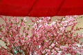 Sakura and Traditional Japanese red umbrella Royalty Free Stock Photo