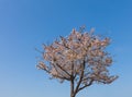 Sakura Tree Against a Blue Sky