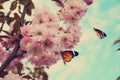 Sakura tree with beautiful blossoms and butterflies. Spring season