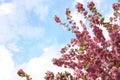 Sakura tree with beautiful pink flowers against blue sky, space for text. Amazing spring blossom Royalty Free Stock Photo