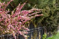 Sakura tree blooms in spring