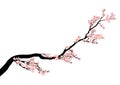 Sakura tree blossom branch vector design