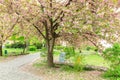 Sakura tree blossomed in the city of Uzhgorod Royalty Free Stock Photo