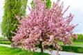 Sakura tree blossomed with pink flowers by the river. Bright pink Japanese cherry tree.