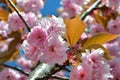 Sakura tree blossoms in spring against a blue sky Royalty Free Stock Photo