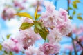 Sakura tree blossoms in spring against a blue sky Royalty Free Stock Photo