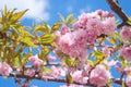 Sakura tree blossoms in spring against a blue sky Royalty Free Stock Photo