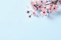 Sakura tree branch with beautiful pink blossoms on light blue background, flat lay. Space for text Royalty Free Stock Photo