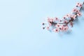 Sakura tree branch with beautiful pink blossoms on light blue background, flat lay. Space for text Royalty Free Stock Photo