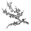 Sakura tree branch vector hand drawn illustration Royalty Free Stock Photo