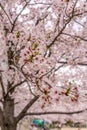 Sakura tree (cherry blossom) in Sakuranomiya park, Osaka, Japan, for close up and background use, shallow DOF Royalty Free Stock Photo