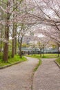 Sakura tree (cherry blossom) in Sakuranomiya park. A park famous Royalty Free Stock Photo