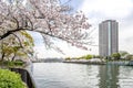 Sakura tree (cherry blossom) in Sakuranomiya park. A park famous Royalty Free Stock Photo