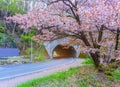 sakura tree at the end of tunnel. Royalty Free Stock Photo