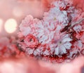 Sakura tree flowers with blurred bokhe background