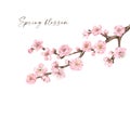 Sakura tree illustration. Watercolor hand painted cherry blossom. Spring flowers Royalty Free Stock Photo