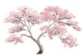 Sakura tree isolated watercolor illustration with alpha channel Royalty Free Stock Photo