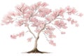 Sakura tree isolated watercolor illustration with alpha channel Royalty Free Stock Photo