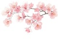 Sakura tree isolated watercolor illustration with alpha channel Royalty Free Stock Photo